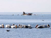 İzmir Körfezi'nde oksijen seviyesi yükseliyor.