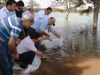 Beyşehir'deki göllere 150 bin adet sazan yavrusu bırakıldı