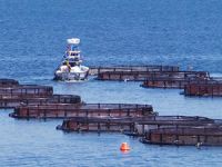 Ordu’da 50 ton Sivriburun Karagöz balığı üretildi